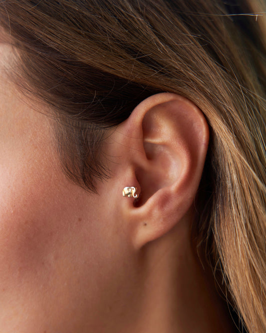 Elephant Tragus